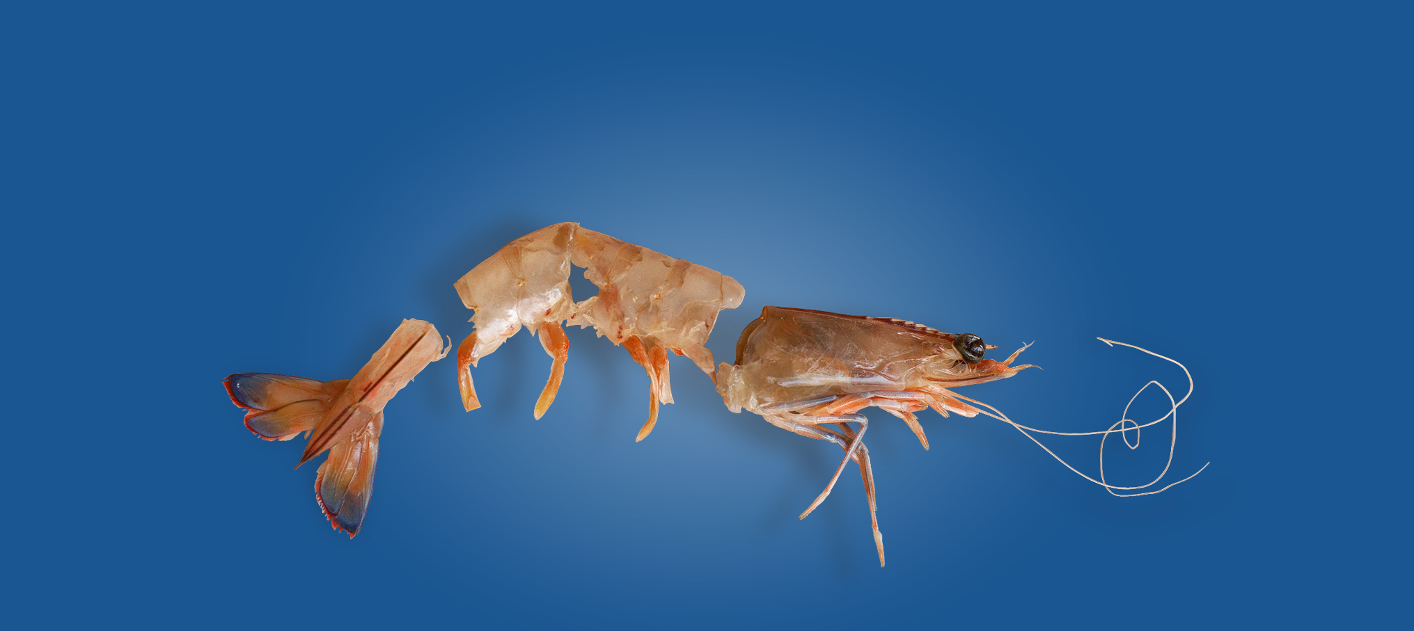 prawn